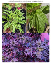 Load image into Gallery viewer, Curious About Cannabis: A Scientific Introduction to a Controversial Plant (3rd Edition HARDBACK)
